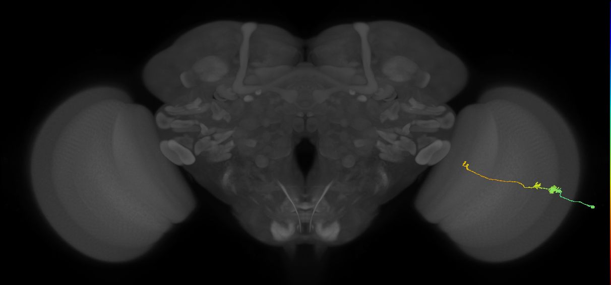 Tm20_R (MaleCNS:80947)