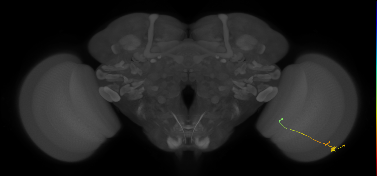 Tm20_R (MaleCNS:106008)