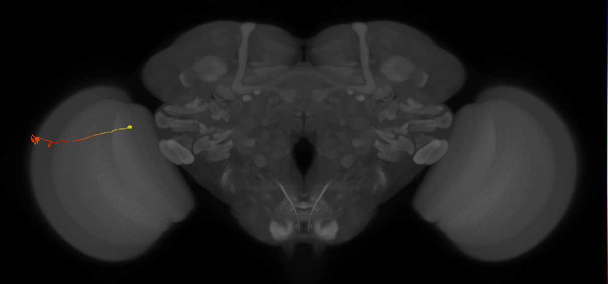 Tm20_L (MaleCNS:146428)