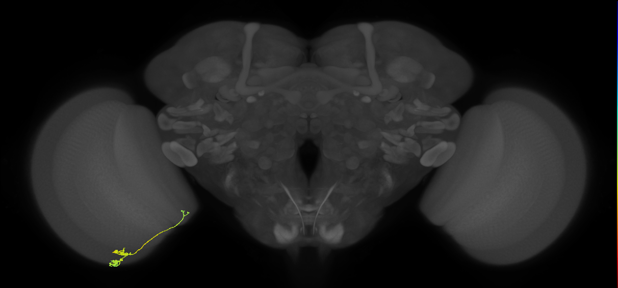 Tm20_L (MaleCNS:548480)