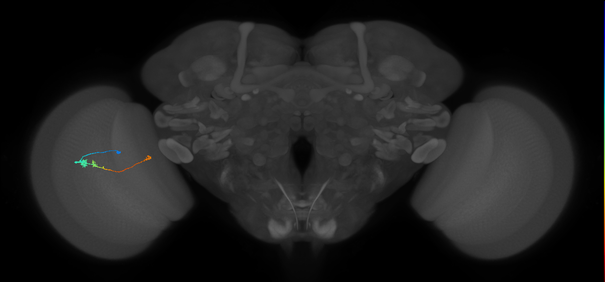 Tm20_L (MaleCNS:95969)
