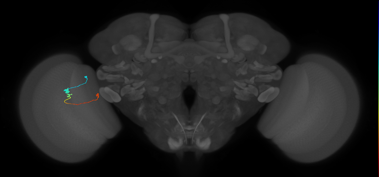 Tm20_L (MaleCNS:555938)
