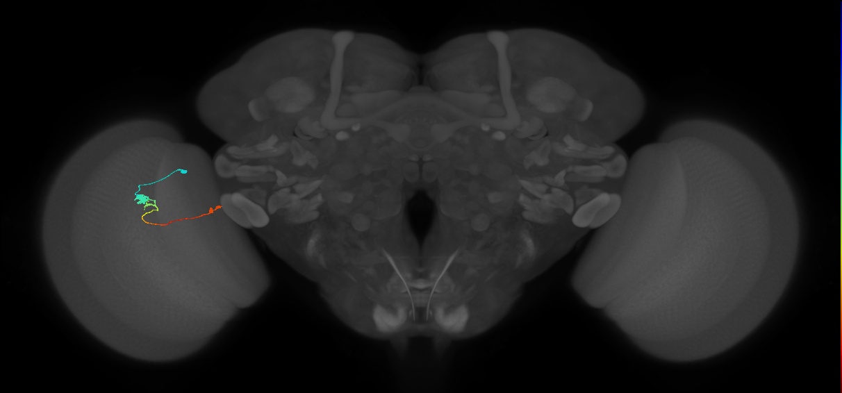 Tm20_L (MaleCNS:88205)