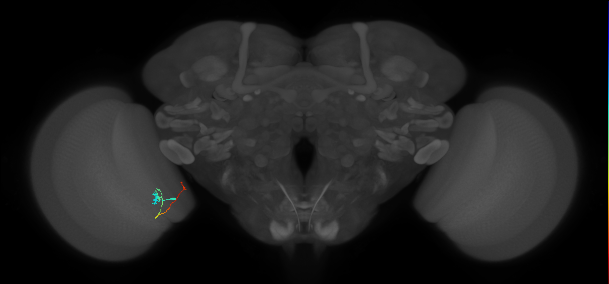 Tm20_L (MaleCNS:562859)