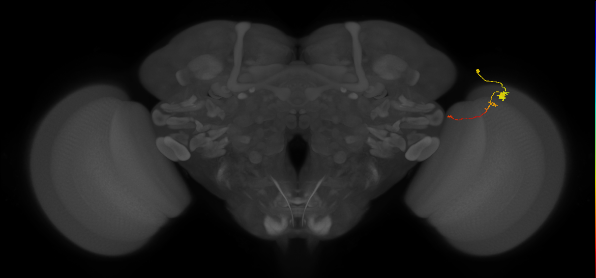 Tm20_R (MaleCNS:126275)