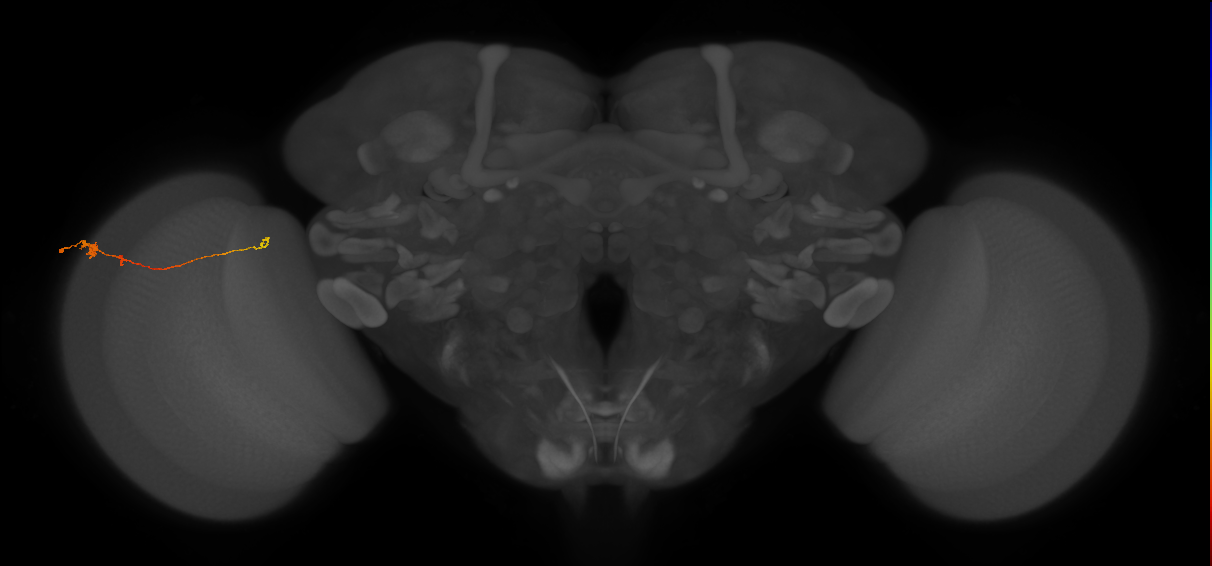 Tm20_L (MaleCNS:193451)