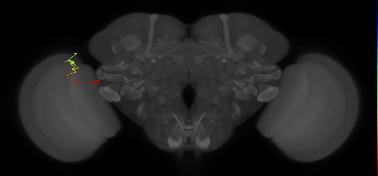 Tm20_L (MaleCNS:185008)
