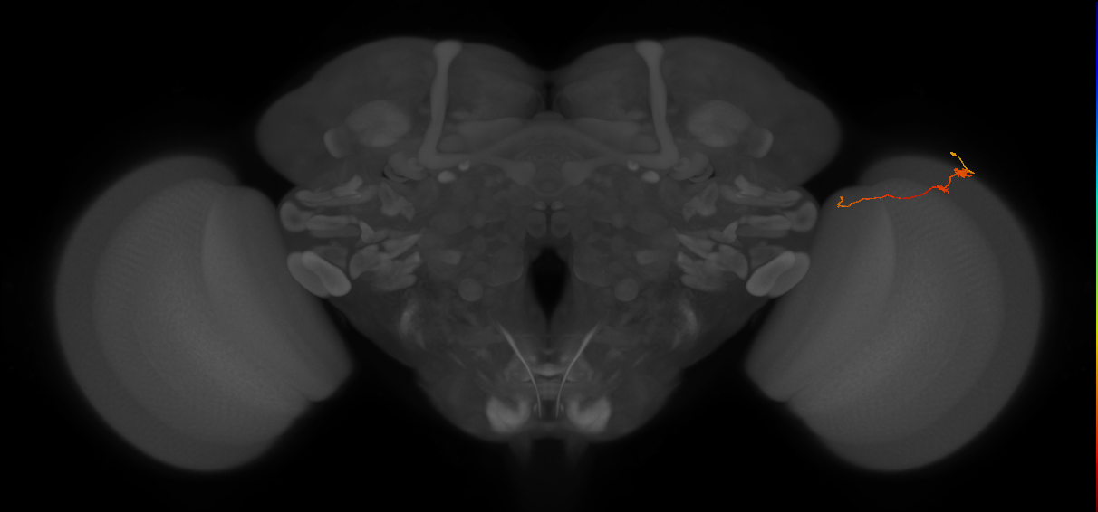 Tm20_R (MaleCNS:146868)