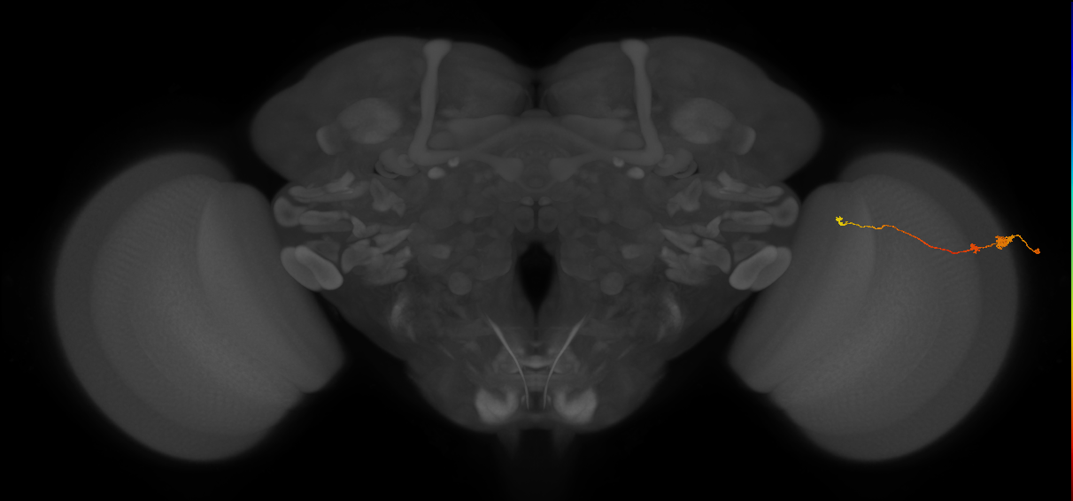 Tm20_R (MaleCNS:112107)
