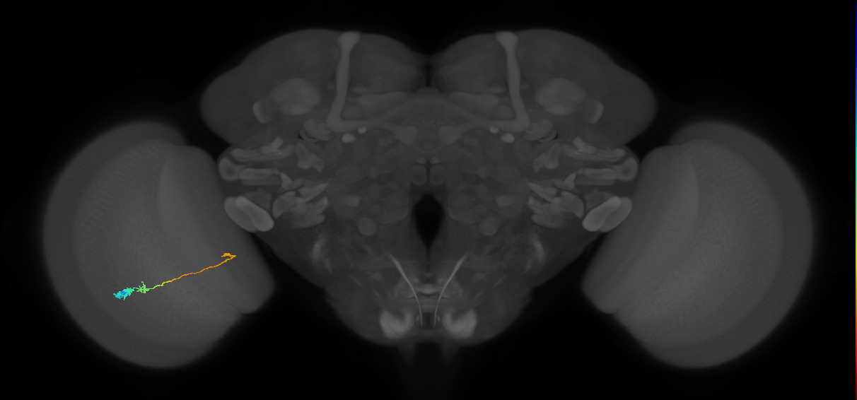 Tm20_L (MaleCNS:529287)