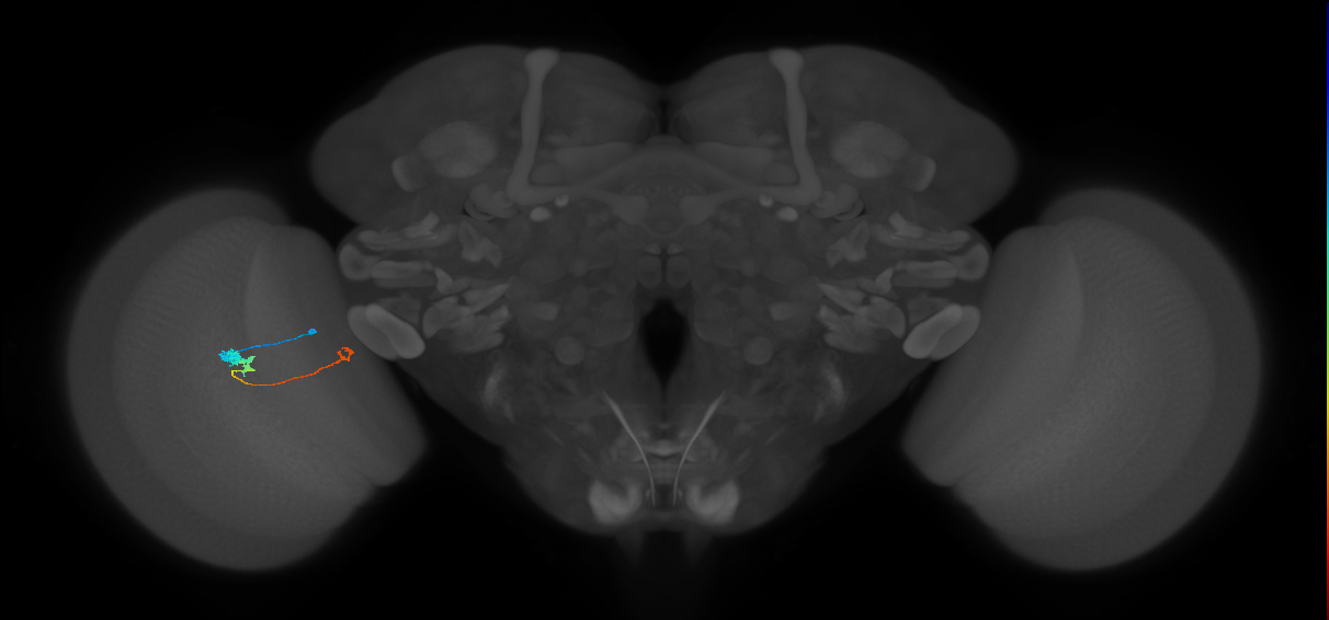 Tm20_L (MaleCNS:517697)