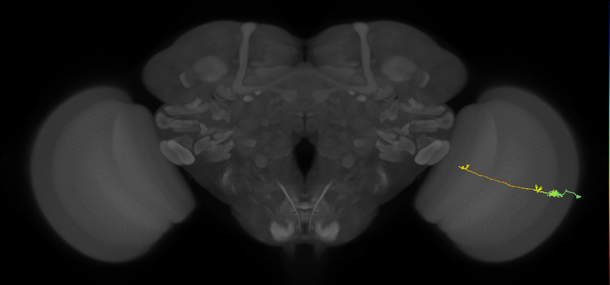 Tm20_R (MaleCNS:79036)