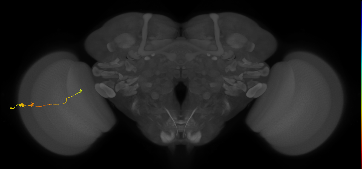 Tm20_L (MaleCNS:98498)