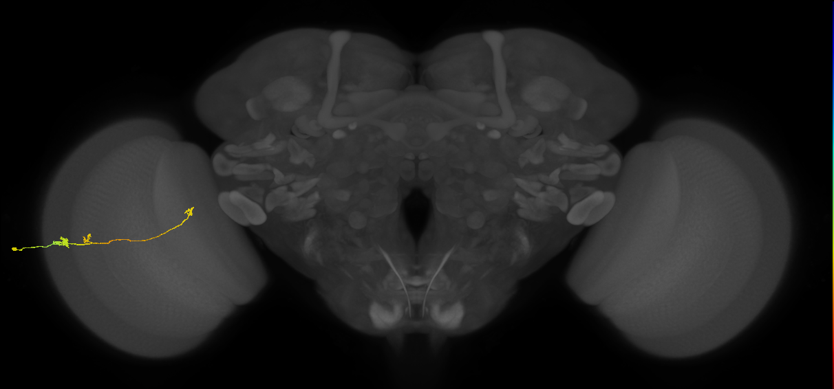Tm20_L (MaleCNS:141619)