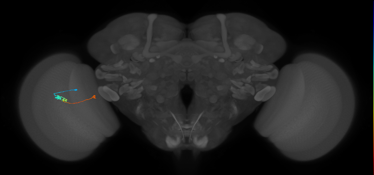Tm20_L (MaleCNS:99003)