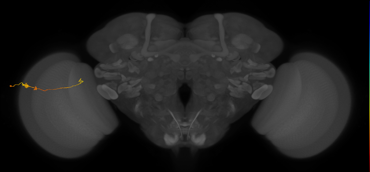 Tm20_L (MaleCNS:129373)