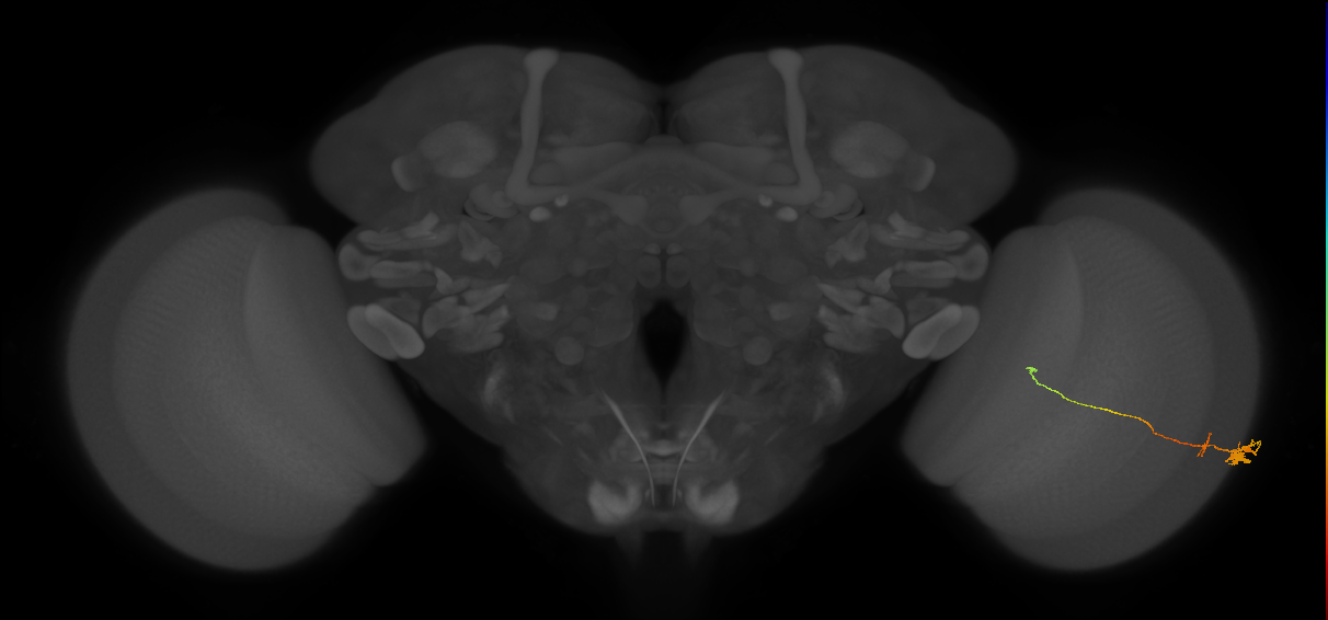 Tm20_R (MaleCNS:122148)