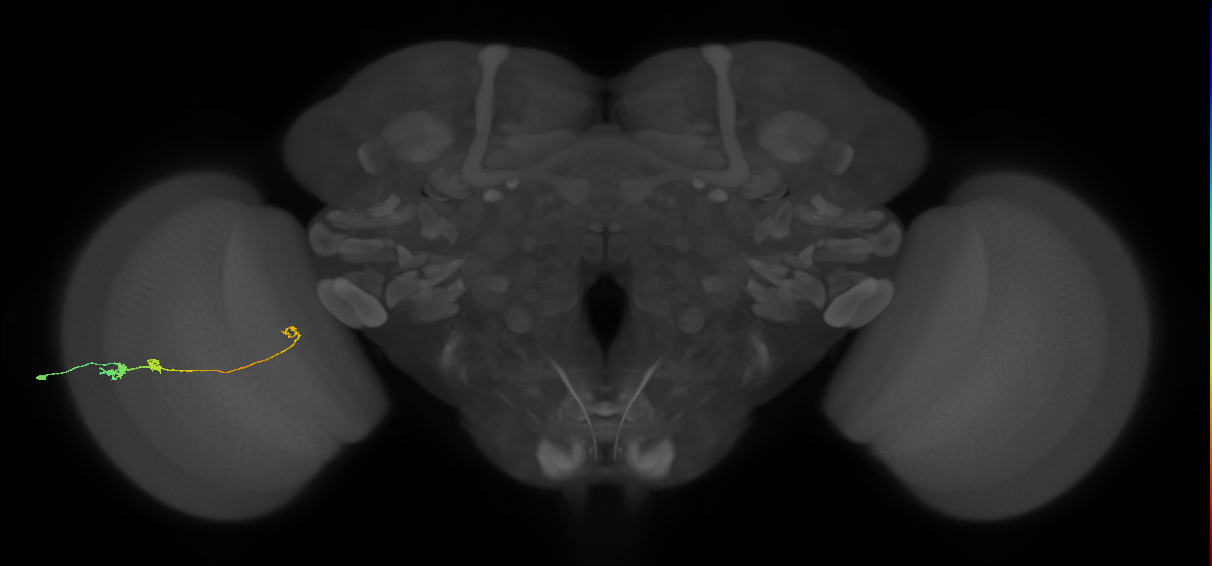 Tm20_L (MaleCNS:542270)