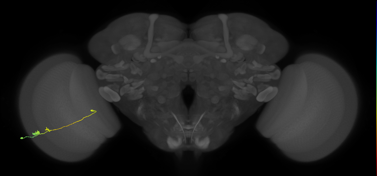 Tm20_L (MaleCNS:78365)