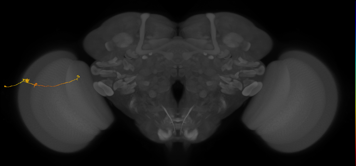 Tm20_L (MaleCNS:127092)
