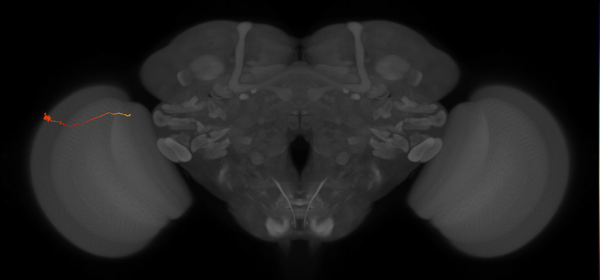 Tm20_L (MaleCNS:164594)