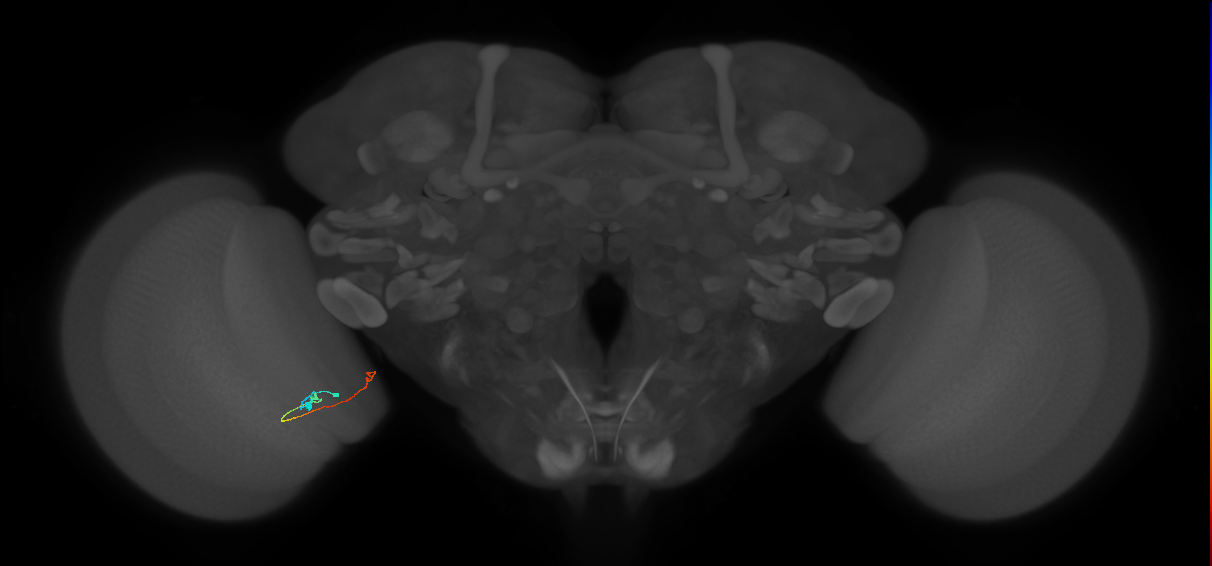 Tm20_L (MaleCNS:163763)