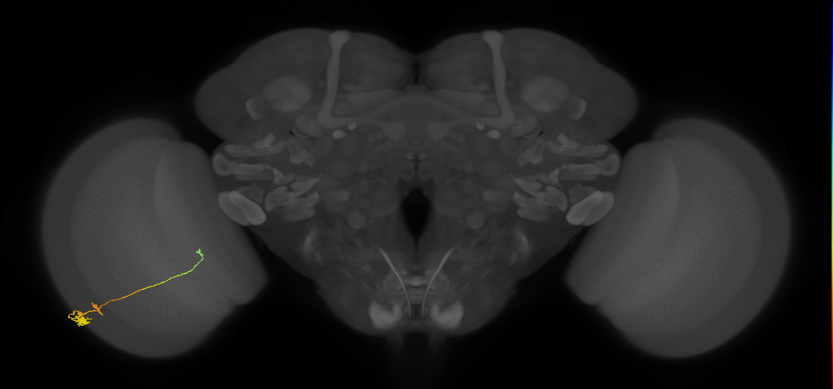 Tm20_L (MaleCNS:71519)