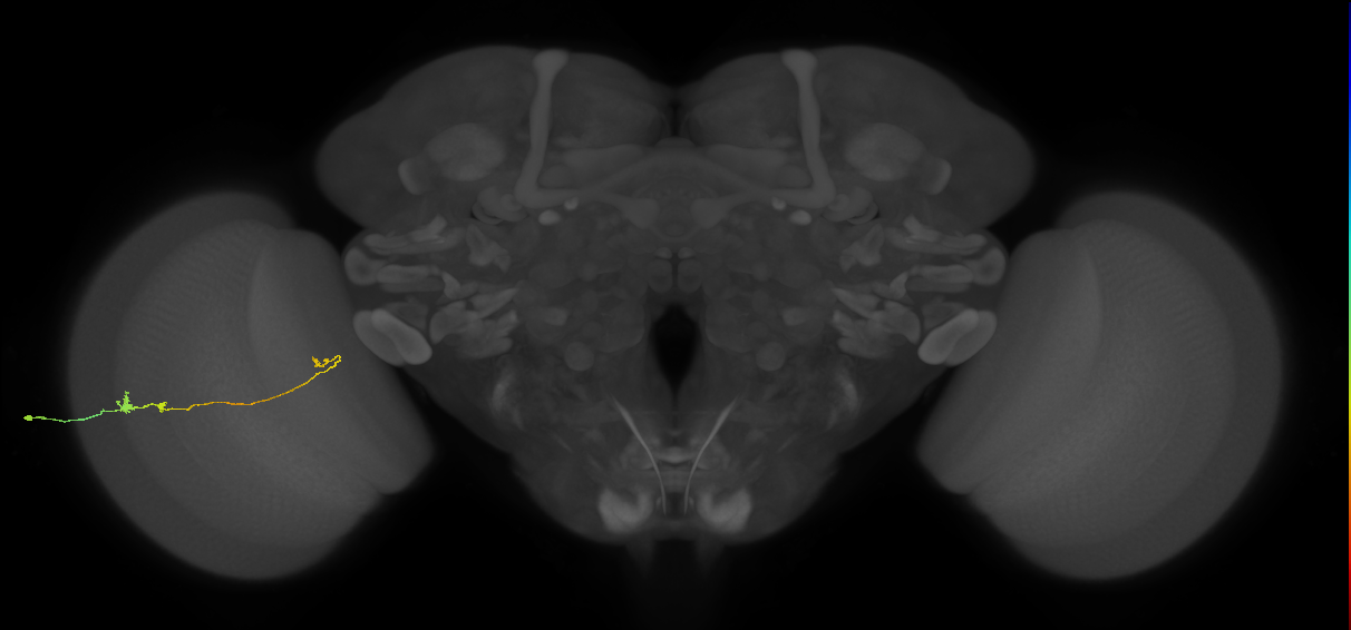 Tm20_L (MaleCNS:518584)