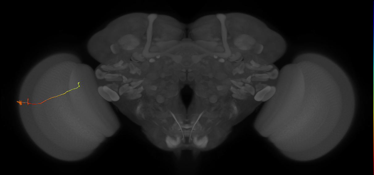 Tm20_L (MaleCNS:172173)