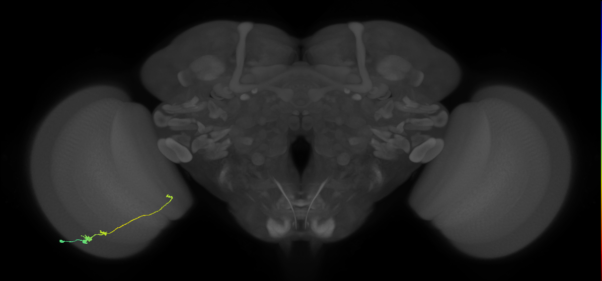 Tm20_L (MaleCNS:539887)