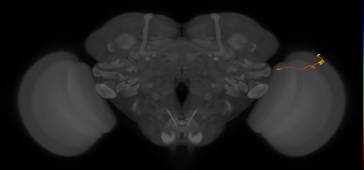 Tm20_R (MaleCNS:129117)