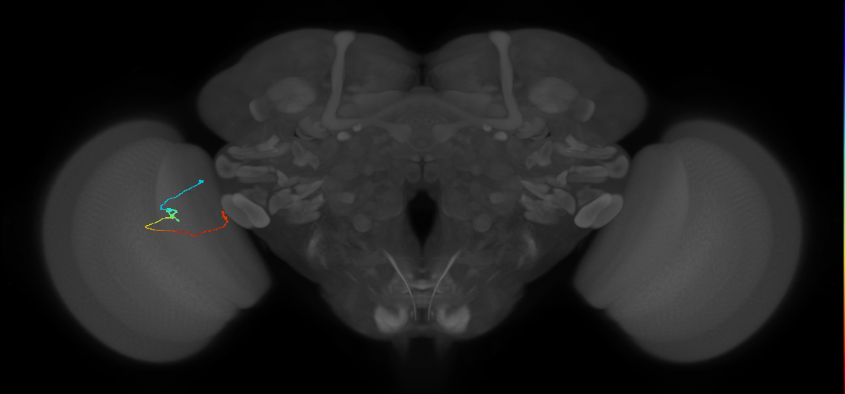 Tm20_L (MaleCNS:215254)