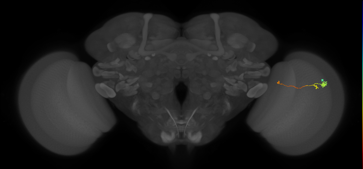 Tm20_R (MaleCNS:111426)