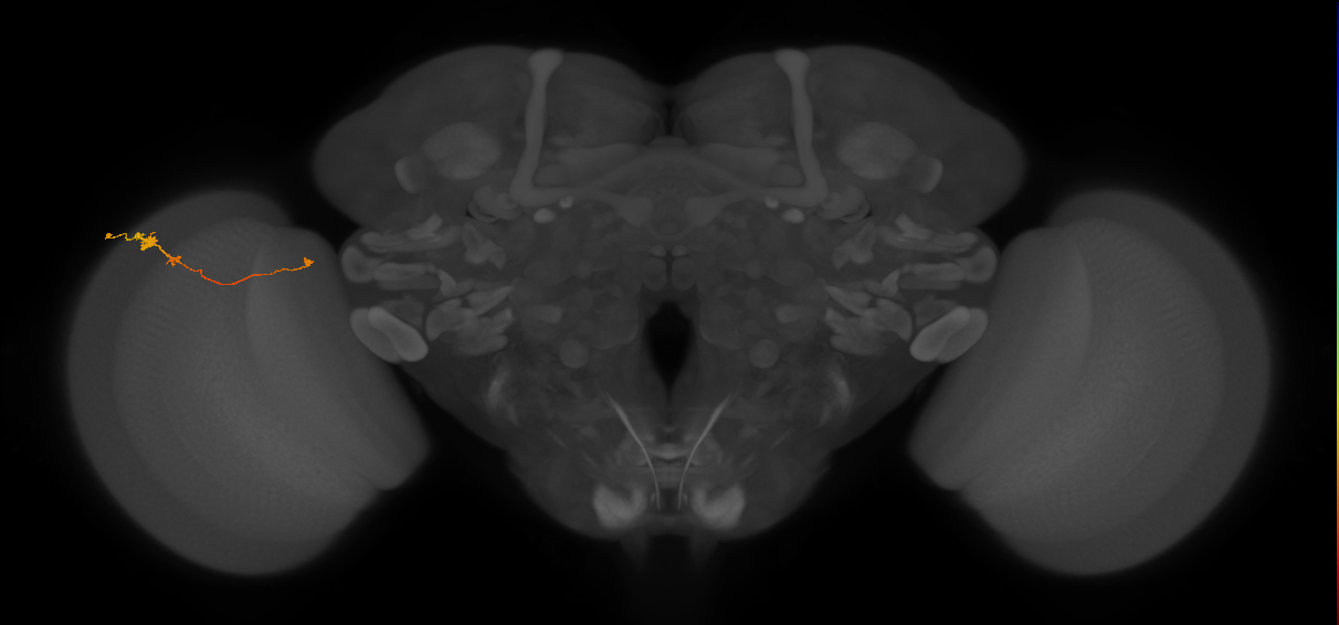 Tm20_L (MaleCNS:128204)