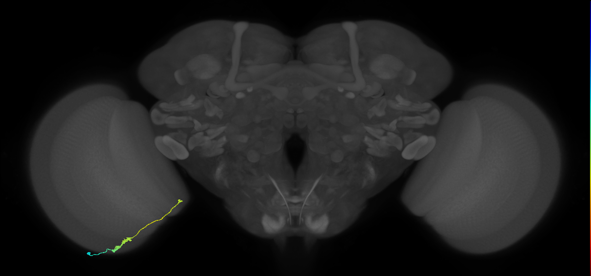 Tm20_L (MaleCNS:118593)