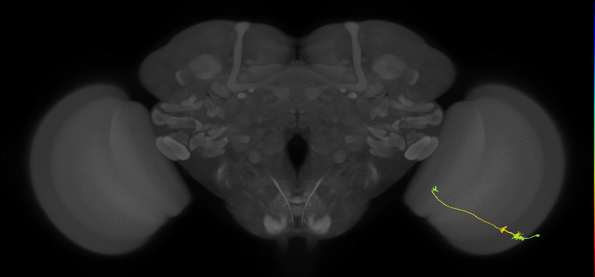 Tm20_R (MaleCNS:92476)
