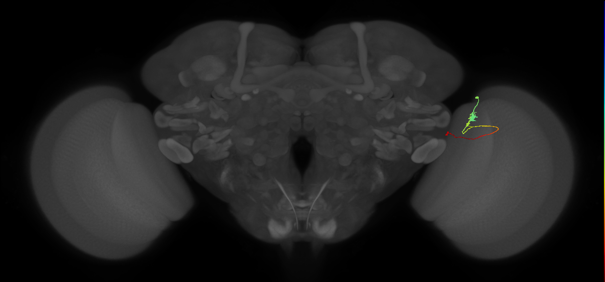 Tm20_R (MaleCNS:143053)