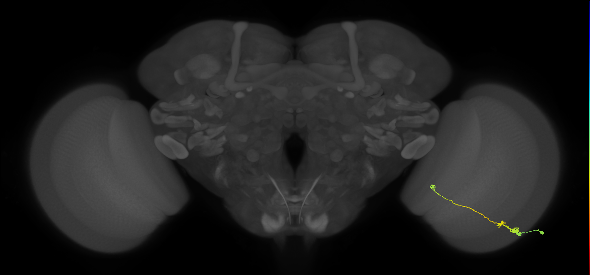 Tm20_R (MaleCNS:83990)