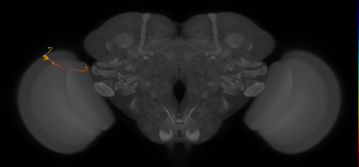 Tm20_L (MaleCNS:534412)