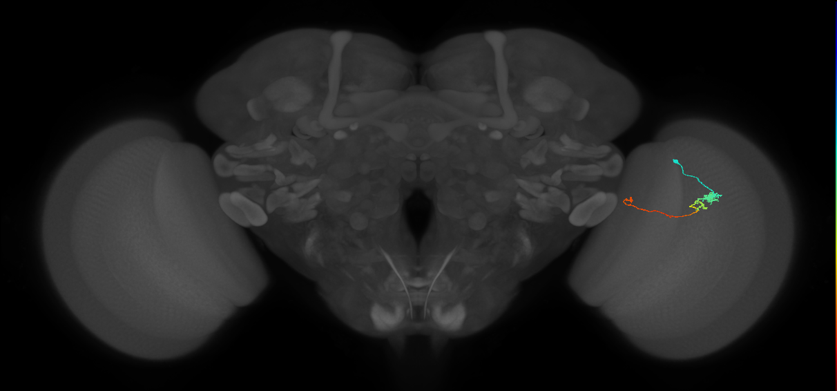 Tm20_R (MaleCNS:123012)