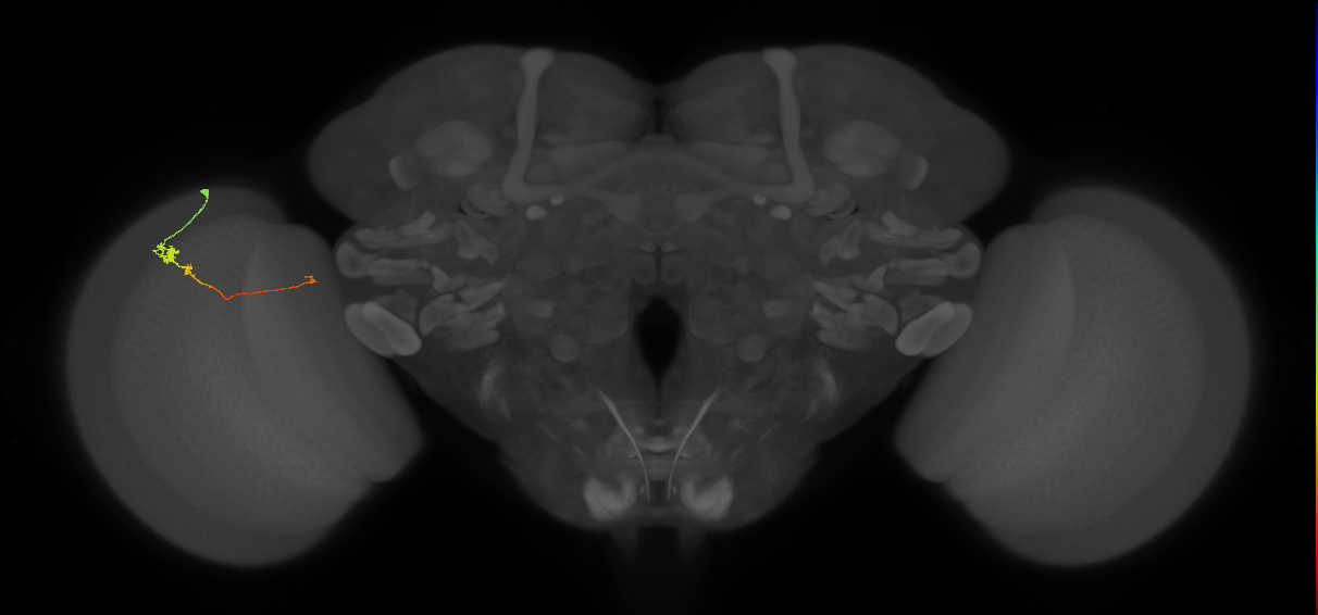 Tm20_L (MaleCNS:85614)