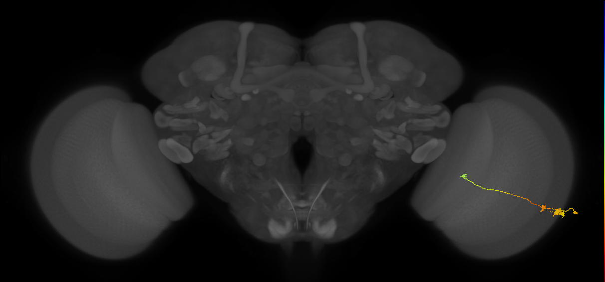 Tm20_R (MaleCNS:76353)