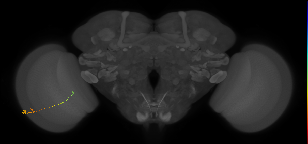 Tm20_L (MaleCNS:86448)