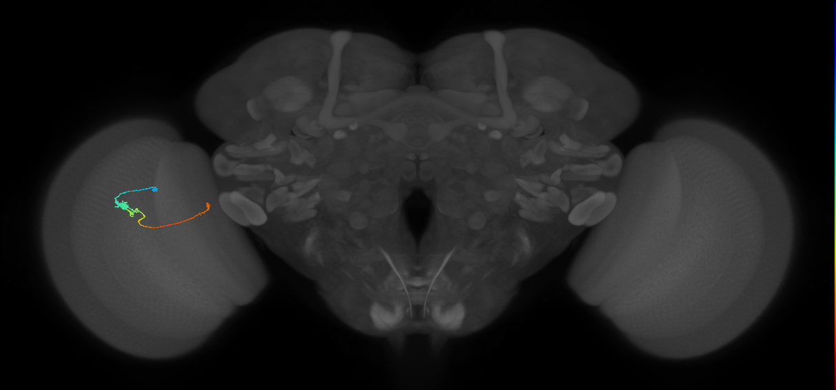 Tm20_L (MaleCNS:521556)