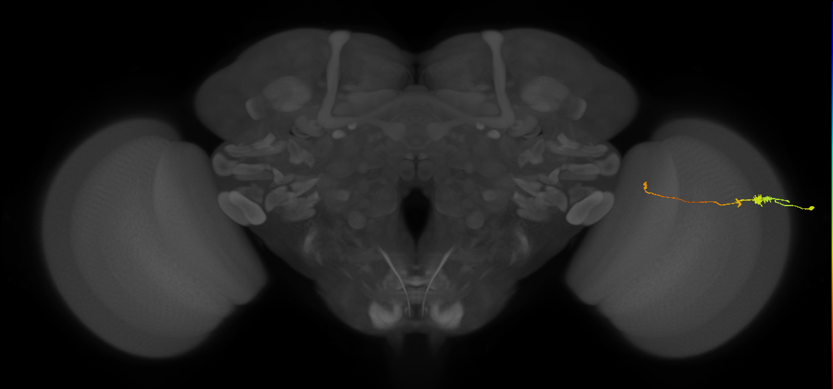 Tm20_R (MaleCNS:110740)