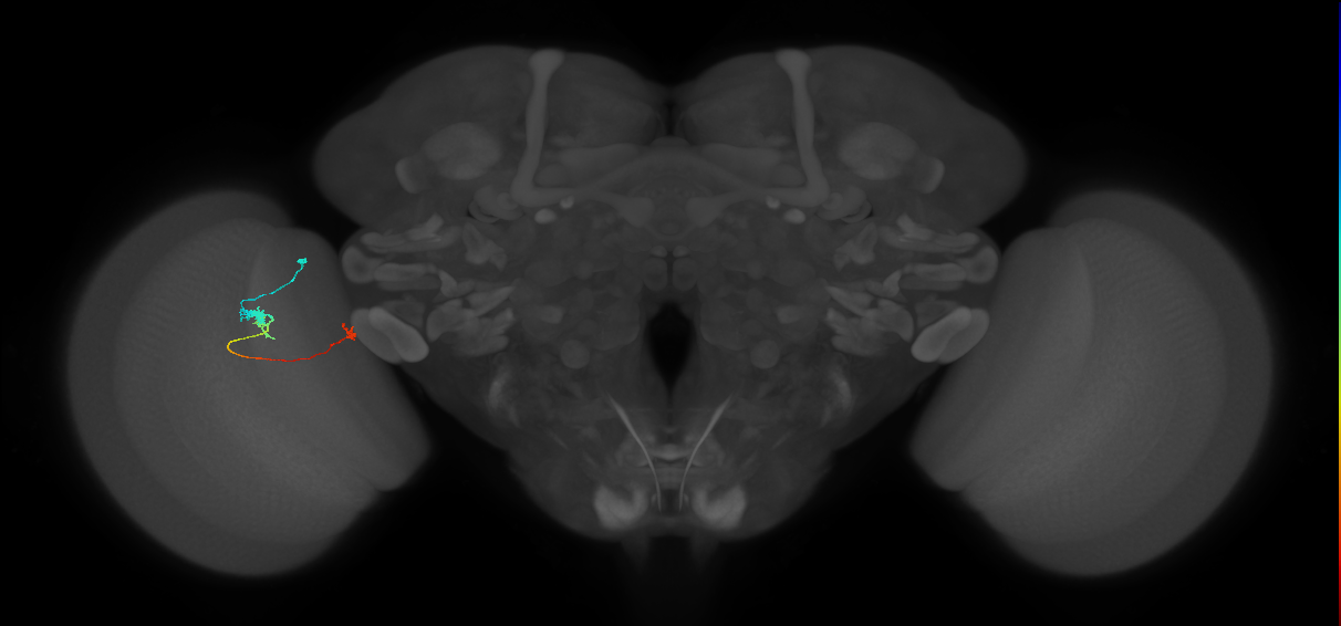 Tm20_L (MaleCNS:531844)