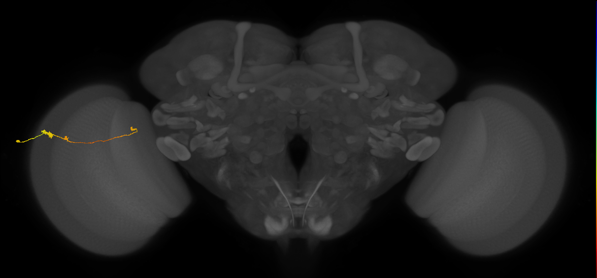 Tm20_L (MaleCNS:117783)
