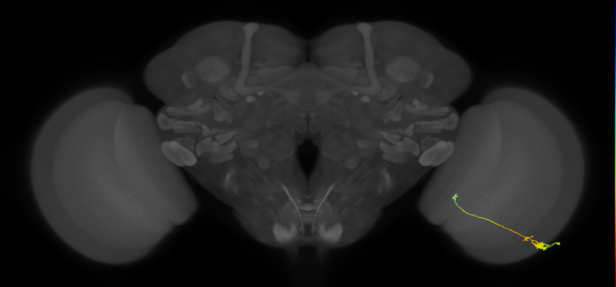 Tm20_R (MaleCNS:80584)