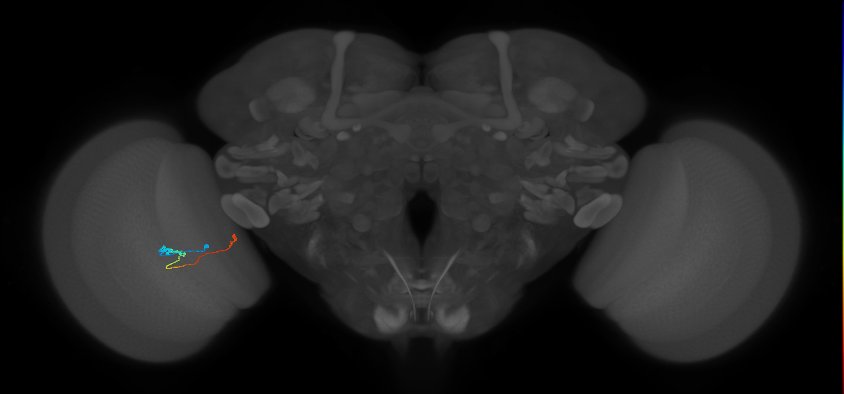 Tm20_L (MaleCNS:534827)