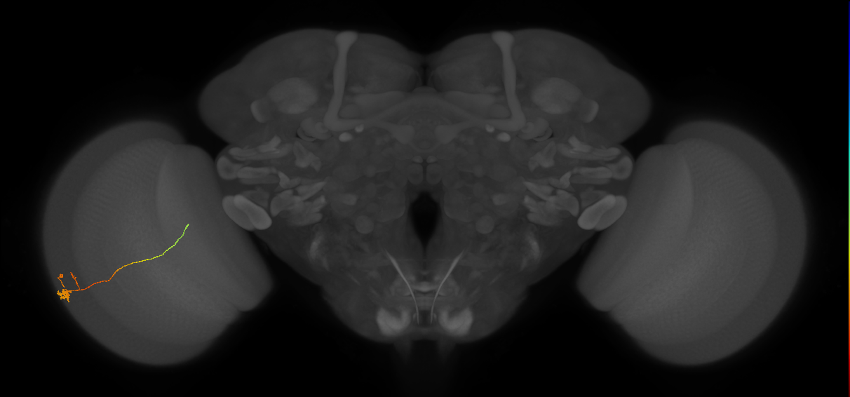 Tm20_L (MaleCNS:218967)